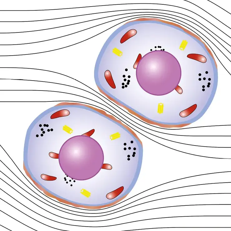 Microscopic view of two cells with visible nuclei and organelles – surrounded by lines indicating fluid movement or cellular dynamics
