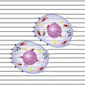 Microscopic view of two cells with visible nuclei, mitochondria, and other organelles – set against a background of horizontal lines