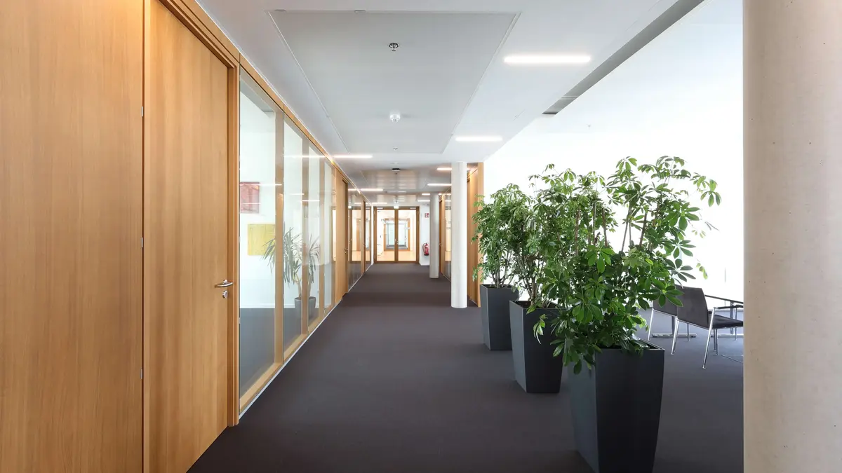 Heller Büroflur mit Glastüren, Holzelementen und großen Pflanzen in schwarzen Kübeln.